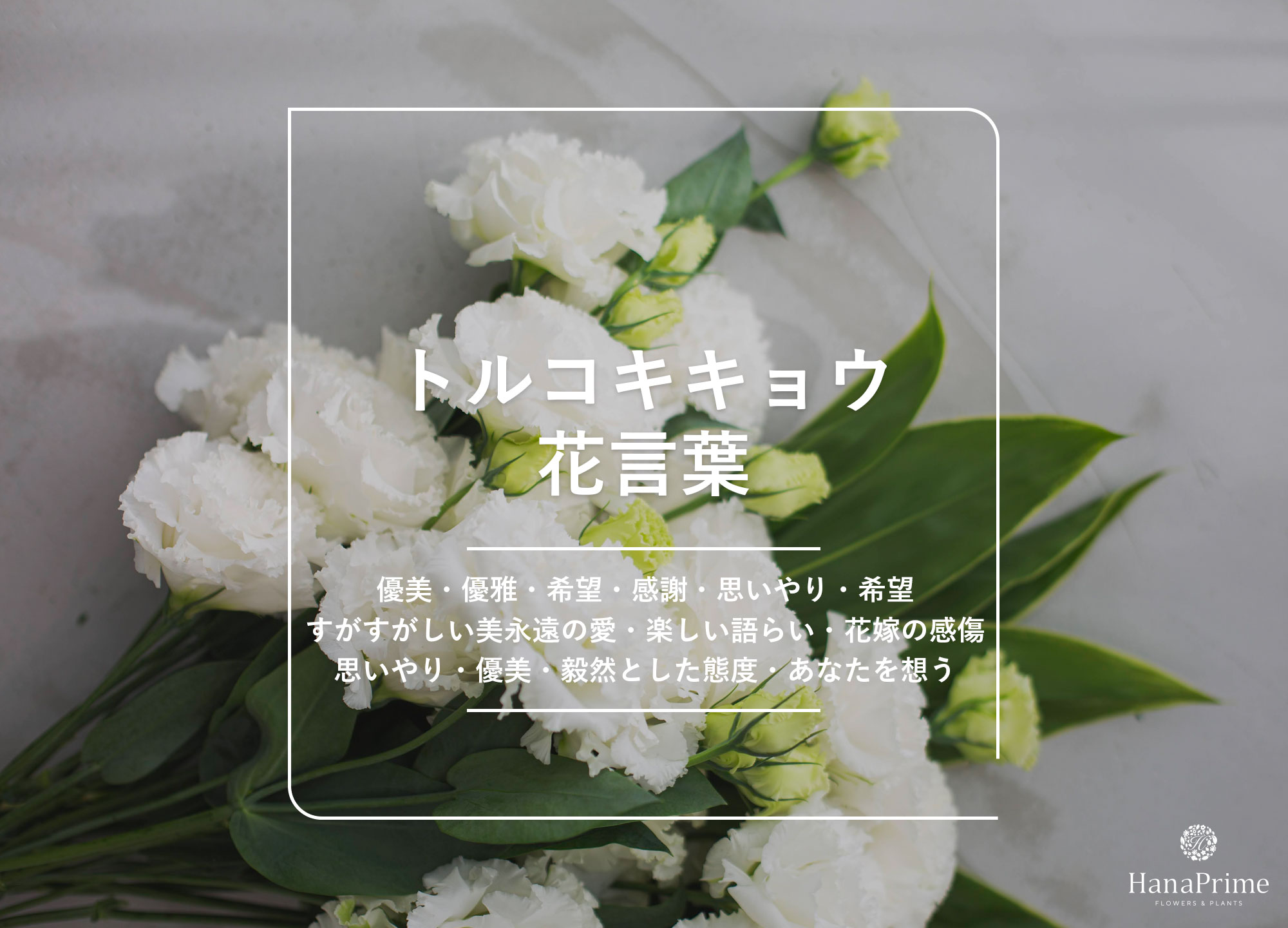 トルコキキョウの花言葉に怖い意味は？色別の真相とギフトの選び方