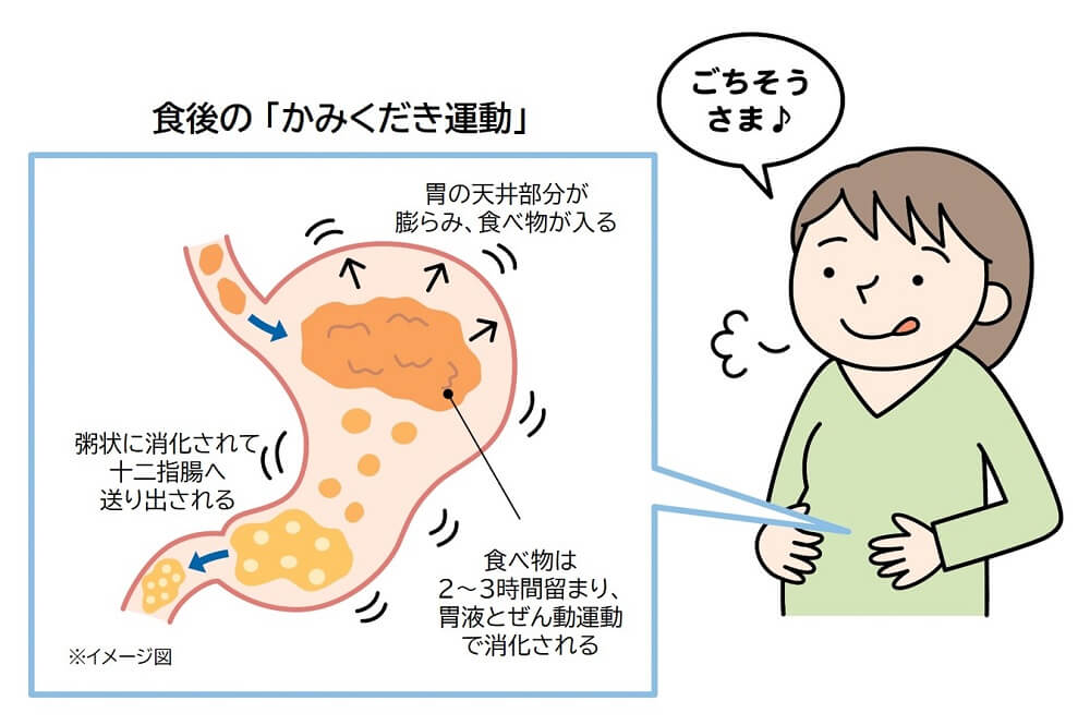 胃がグルグル鳴る原因は？空腹じゃないのに鳴る理由と即効の止め方