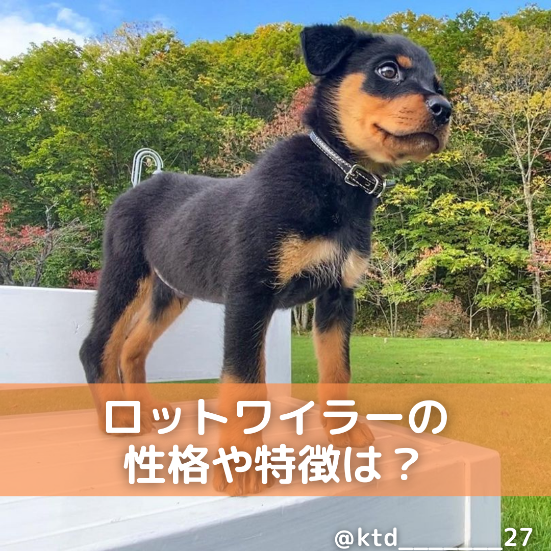 ロットワイラーの性格は凶暴？甘えん坊な素顔と飼育の真実【2026】