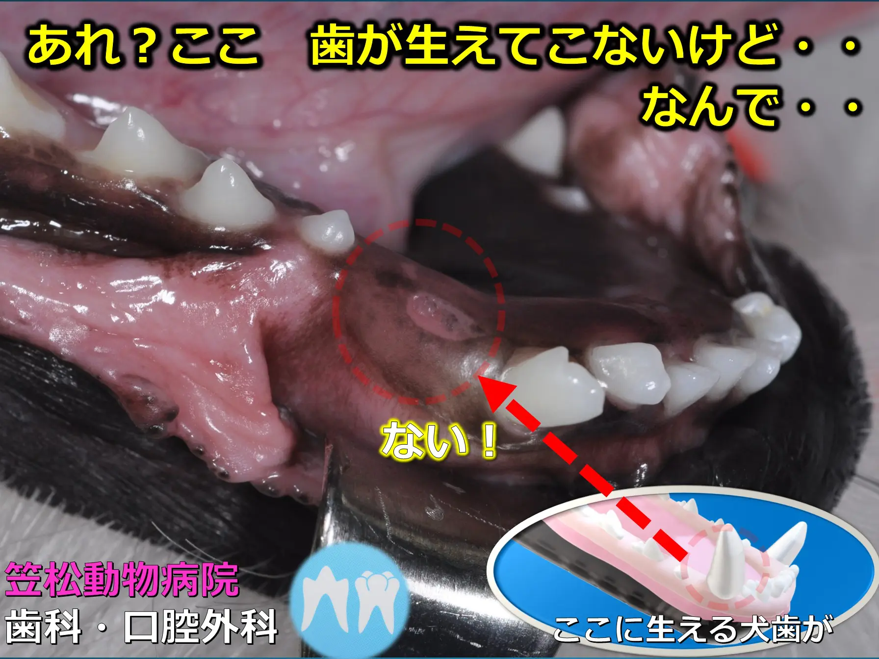 愛犬の歯が抜けた！生え変わり時期と順番・血や飲み込みの対処法