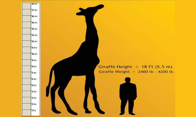 How Tall Was the Tallest Giraffe