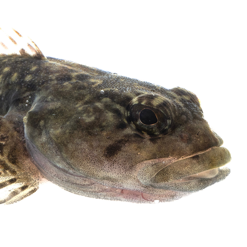 魚へんに秋「鰍」の読み方は？サンマと違う真相や由来・旬と料理を解説