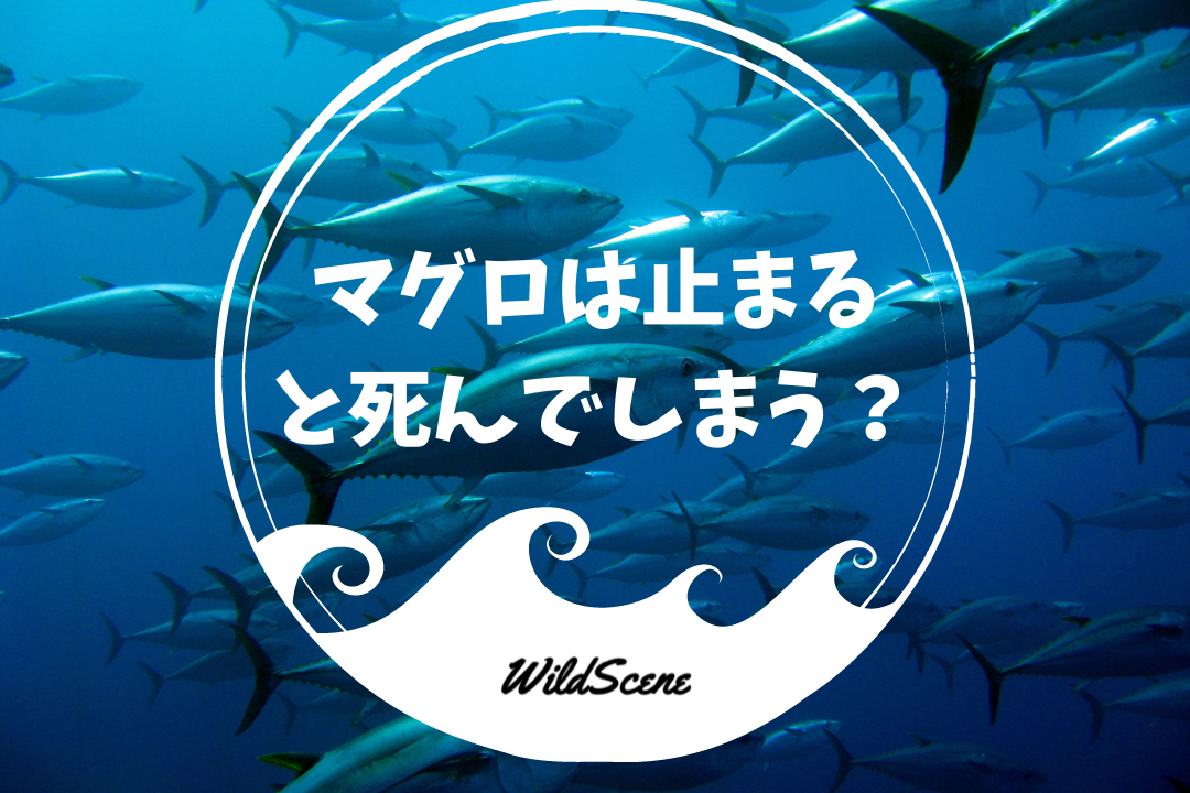 「マグロは止まると死ぬ」説の科学的真実：泳ぎ続けないと窒息する驚くべき進化と、2026年に迫る海洋環境の危機