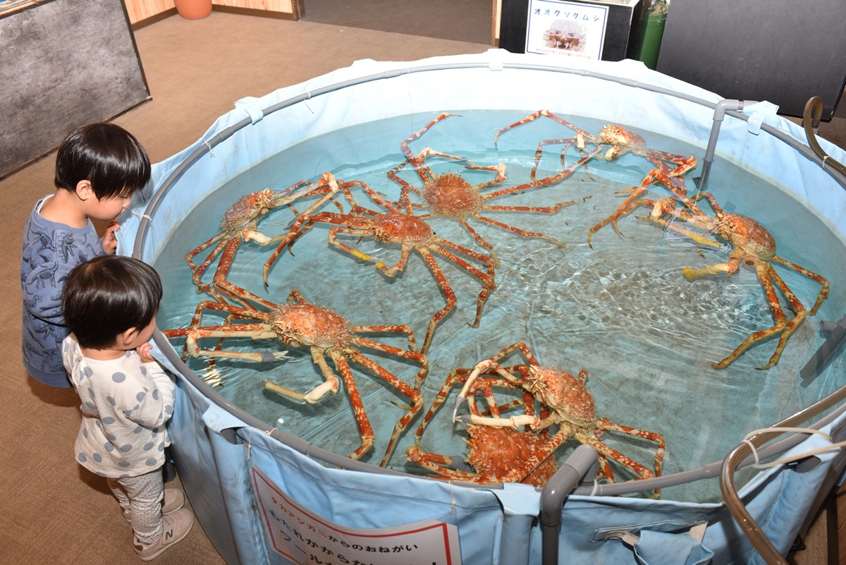 すさみ町立エビとカニの水族館の評判は？見どころ・料金を徹底解説