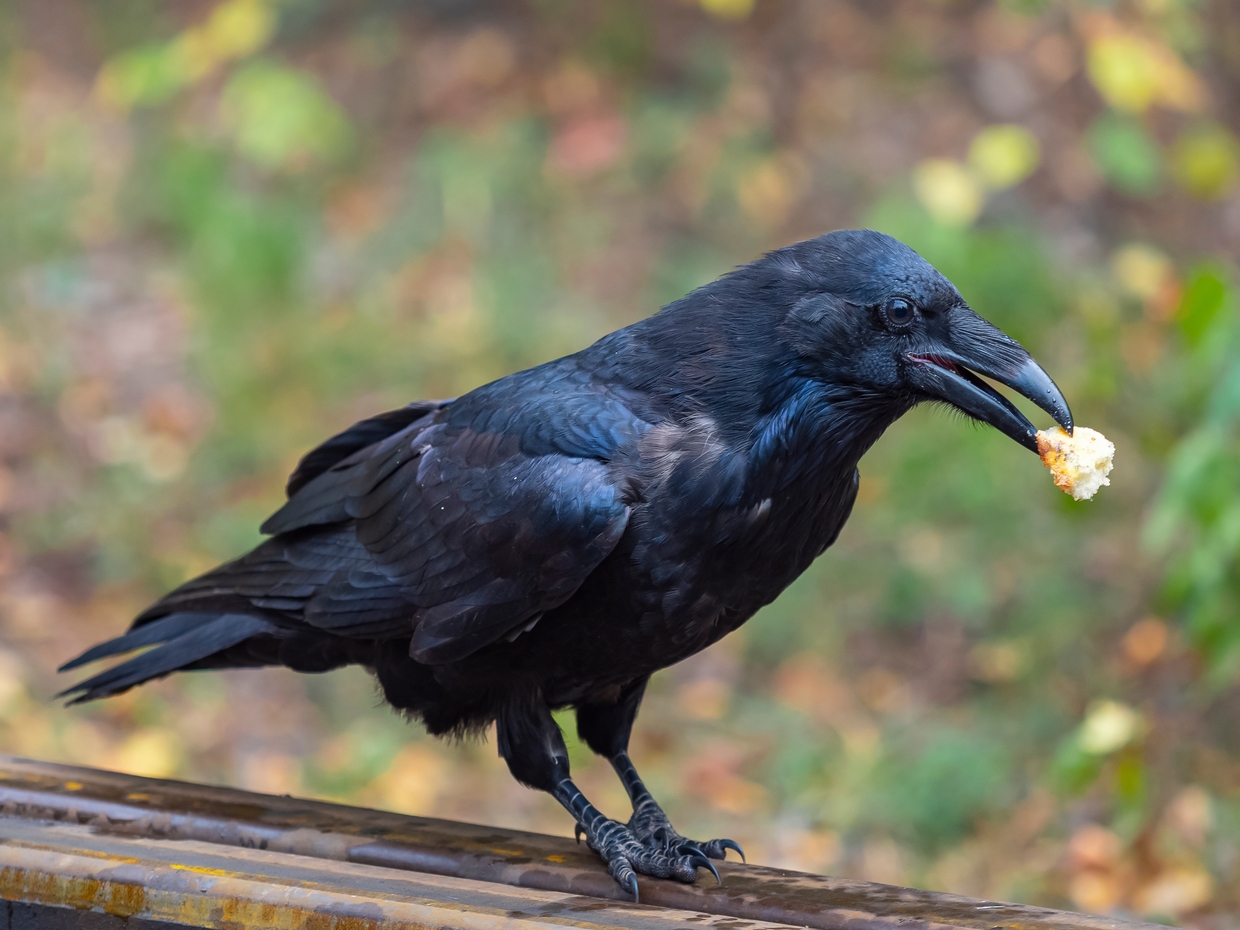 不吉の影に潜む再生と知恵。カラスのタトゥーが宿す本当の美と意味