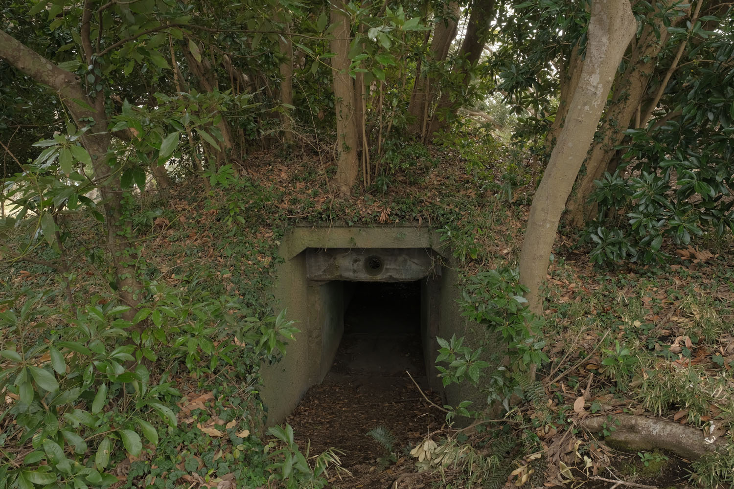 千葉・大房岬要塞跡地の真相｜地下壕と砲台跡の現在と見学ルート解剖