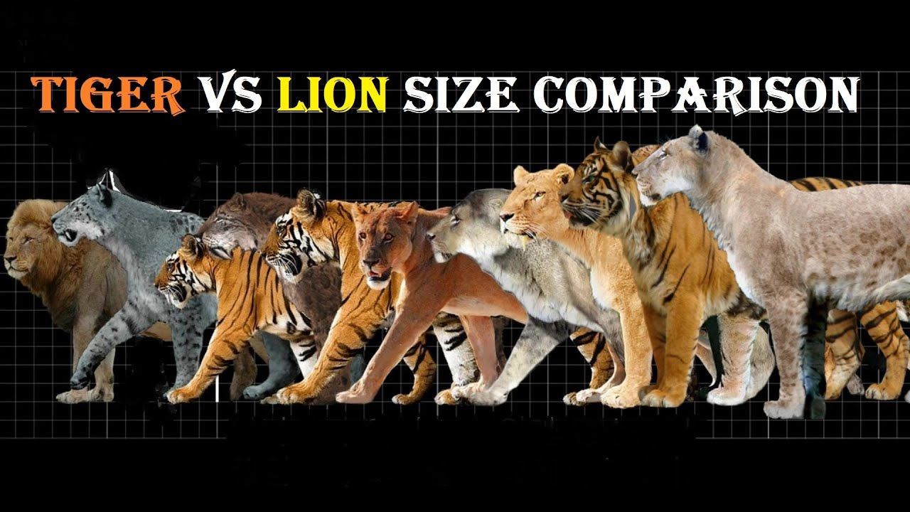 Is a Tiger Bigger Than a Lion