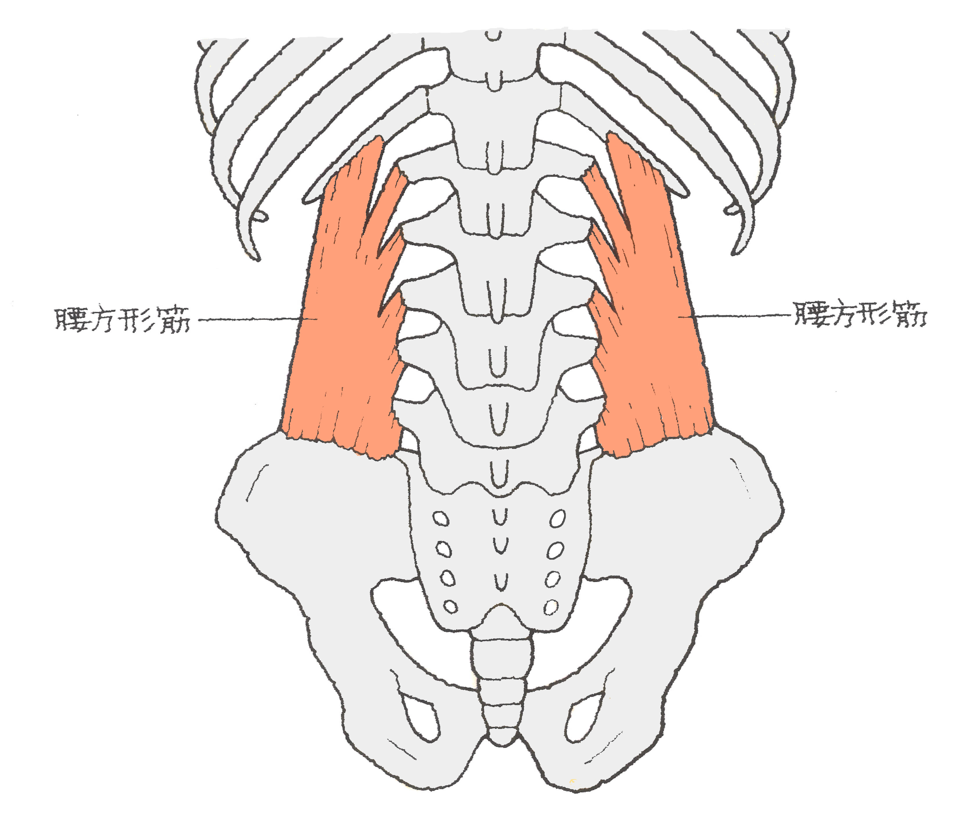 腰椎横突起骨折の全治と激痛の真相｜手術不要な理由と復帰目安