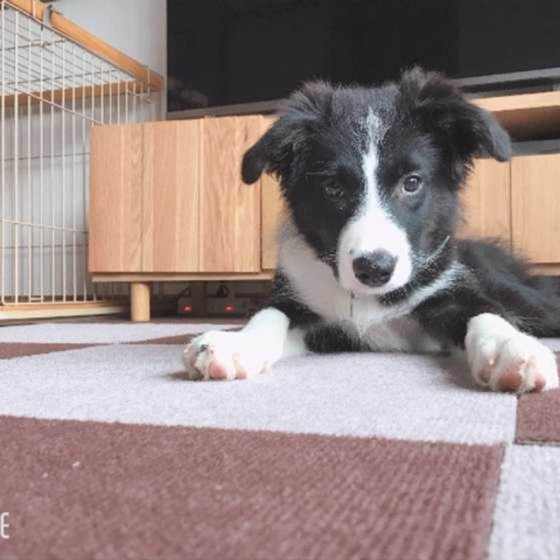 スムースボーダーコリーは飼いにくい？後悔防ぐ特徴とラフとの違い