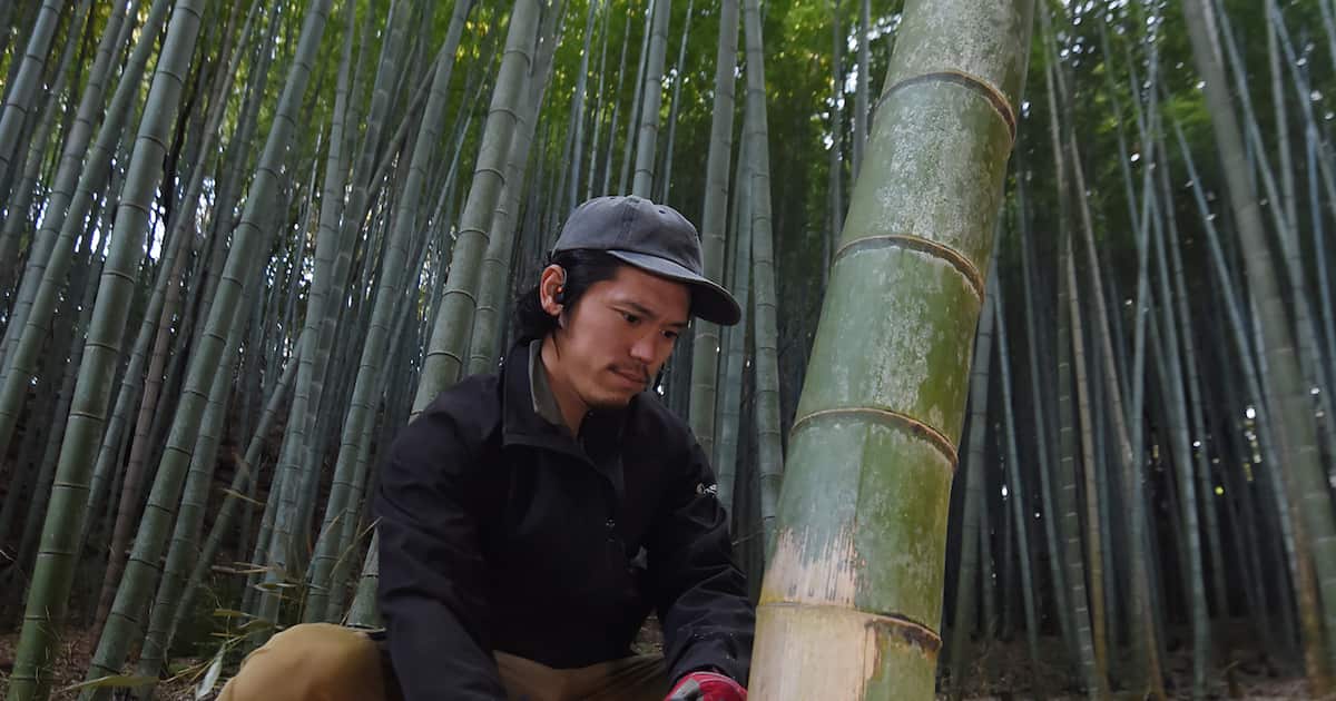 放置竹林を美味しく解決！2026年最新の「自家製メンマ」が食卓を救う理由とプロ直伝レシピ