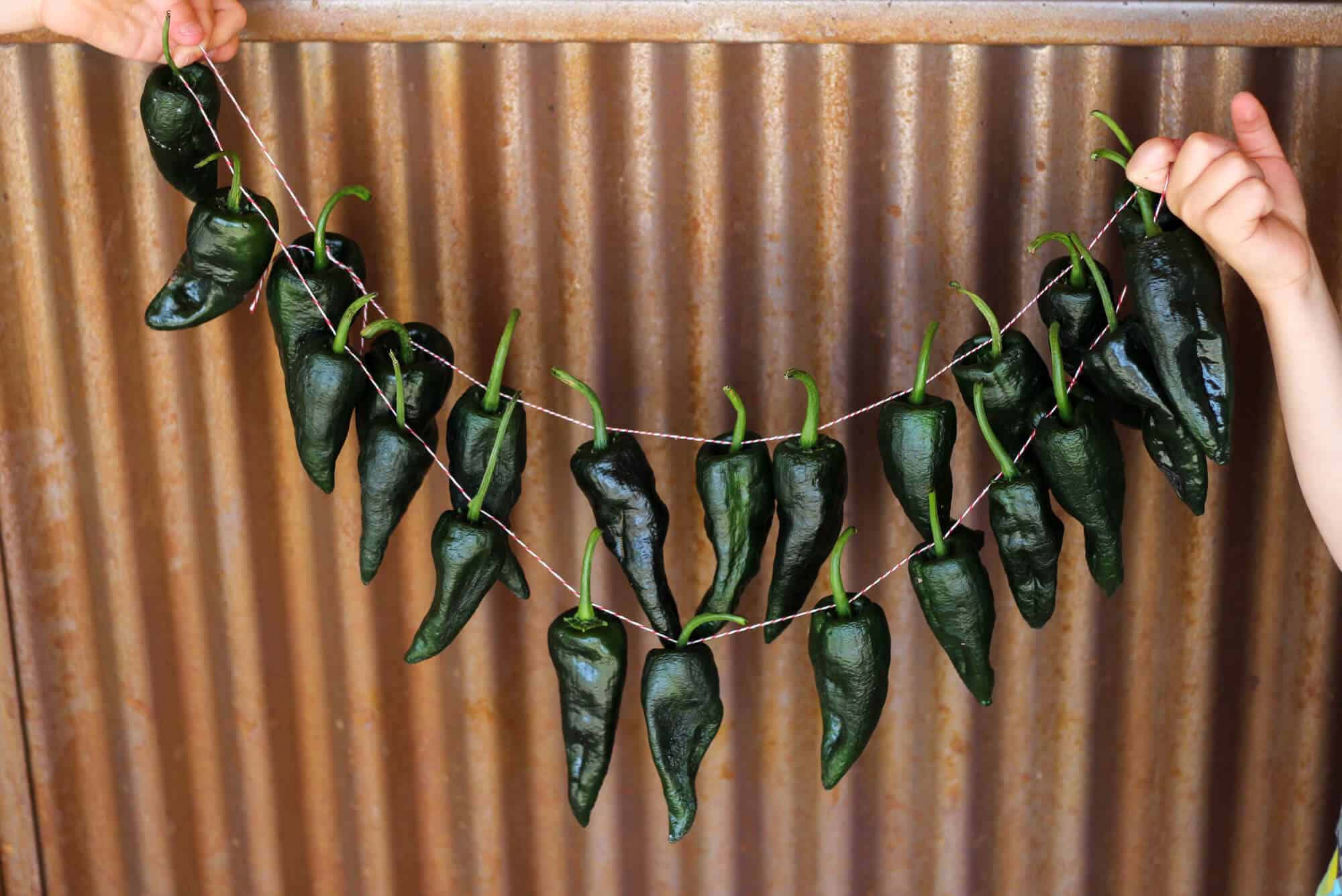 How to Dry Poblano Ancho Peppers