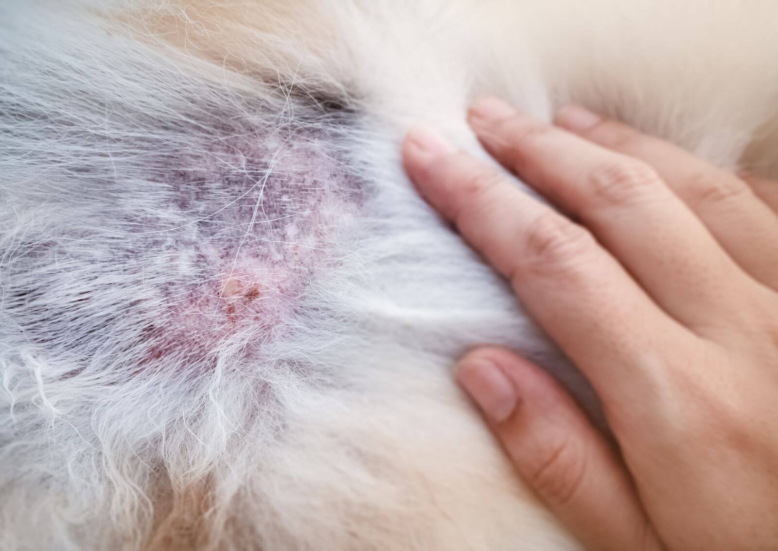 愛犬の痒みはなぜ？犬の皮膚病の危険な初期症状と最新ケアを徹底解説