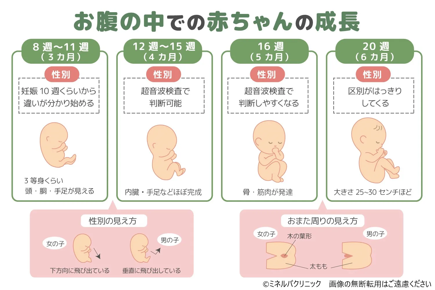 赤ちゃんの性別はいつわかる？エコー判定の時期と見分け方を徹底解説