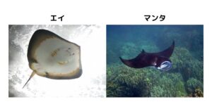 【インスタ画像】 マンタ と エイ の 違い 最新ファイル＆画像まとめ #636