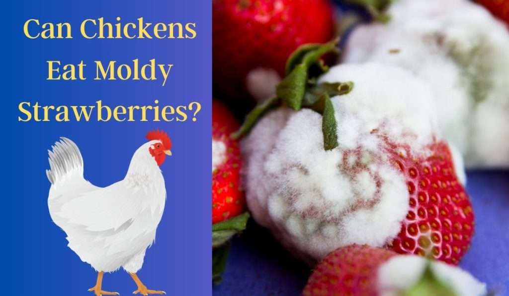 Can Chickens Eat Moldy Fruit