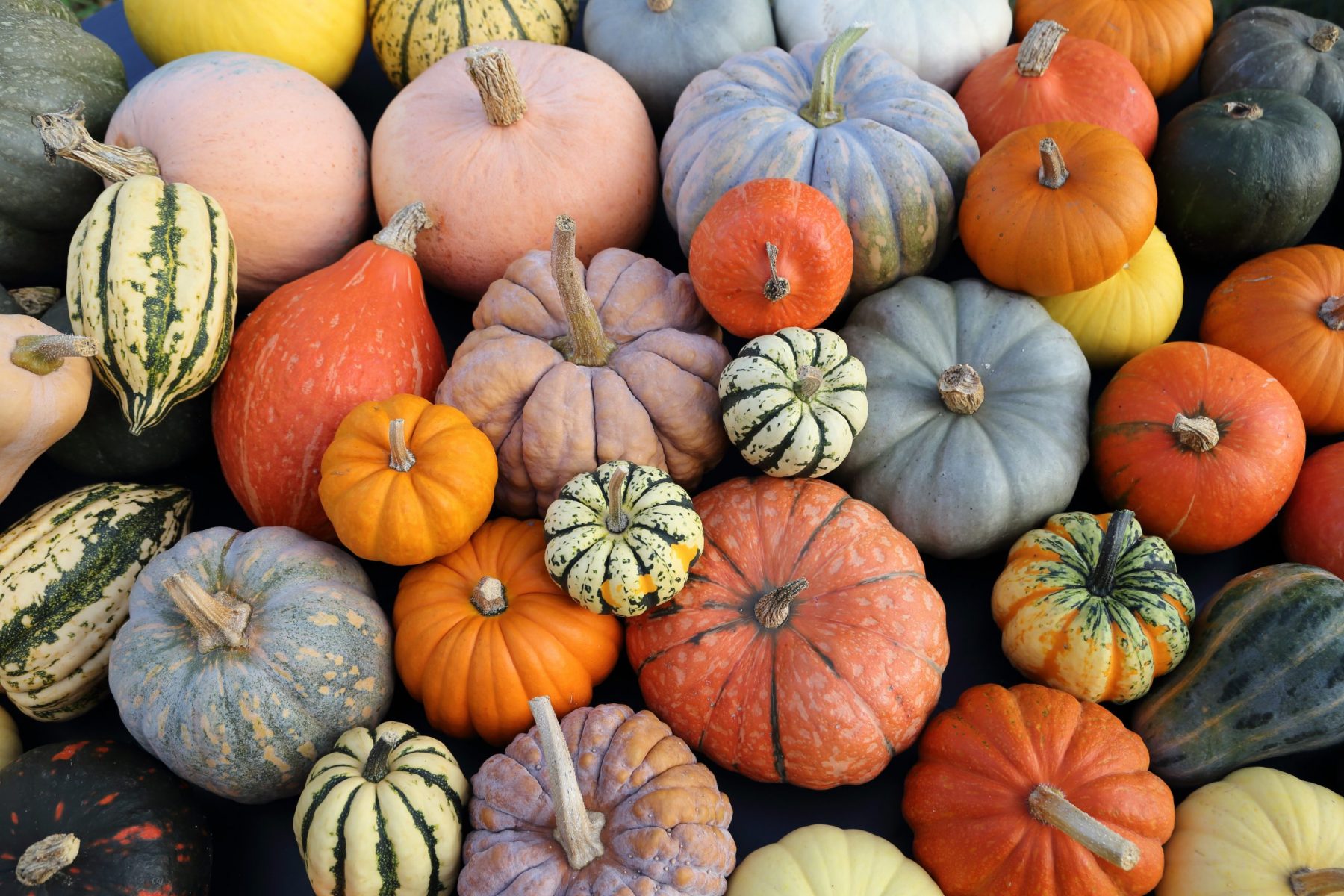 Which Pumpkin Is Best for Pie