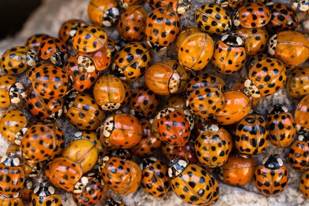 Why Have I Got Ladybirds in My House