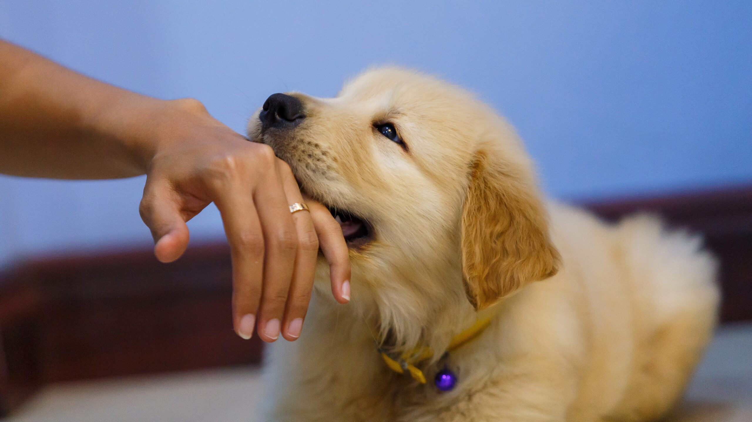 犬が手をなめる理由は？愛情表現の裏に潜むストレスと病気のリスク