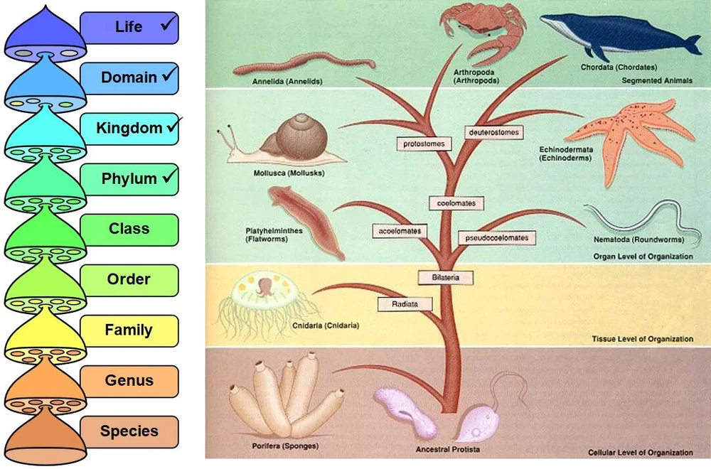 Phylums of the Animal Kingdom