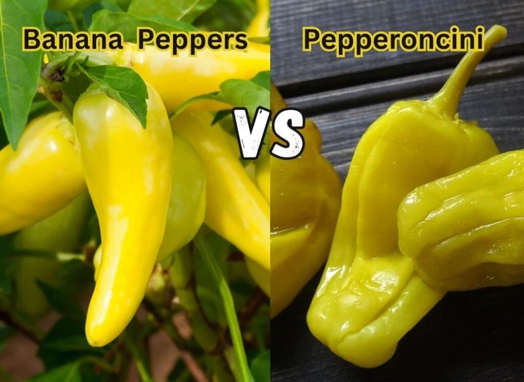 Banana Pepper vs Pepperoncini
