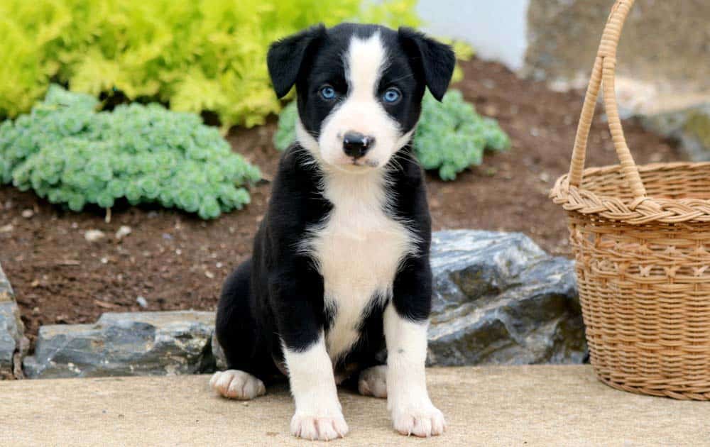 Border Collie Cross Puppy Roxanne Battersea