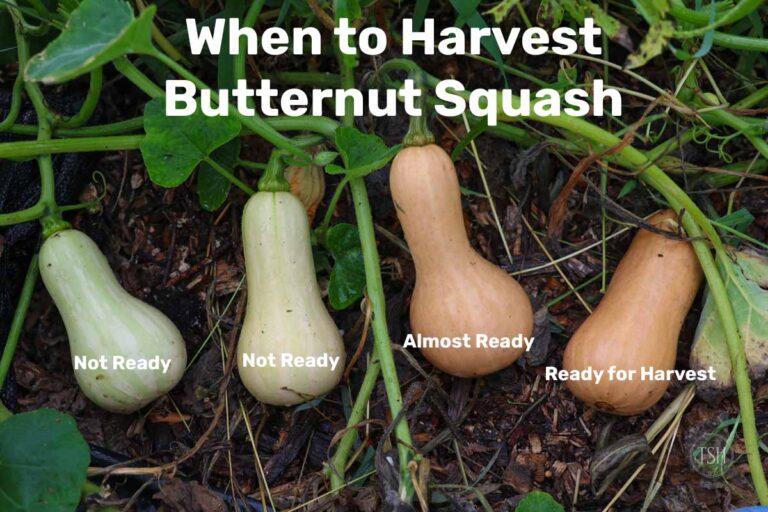 How to Tell When Butternut Squash Is Ready