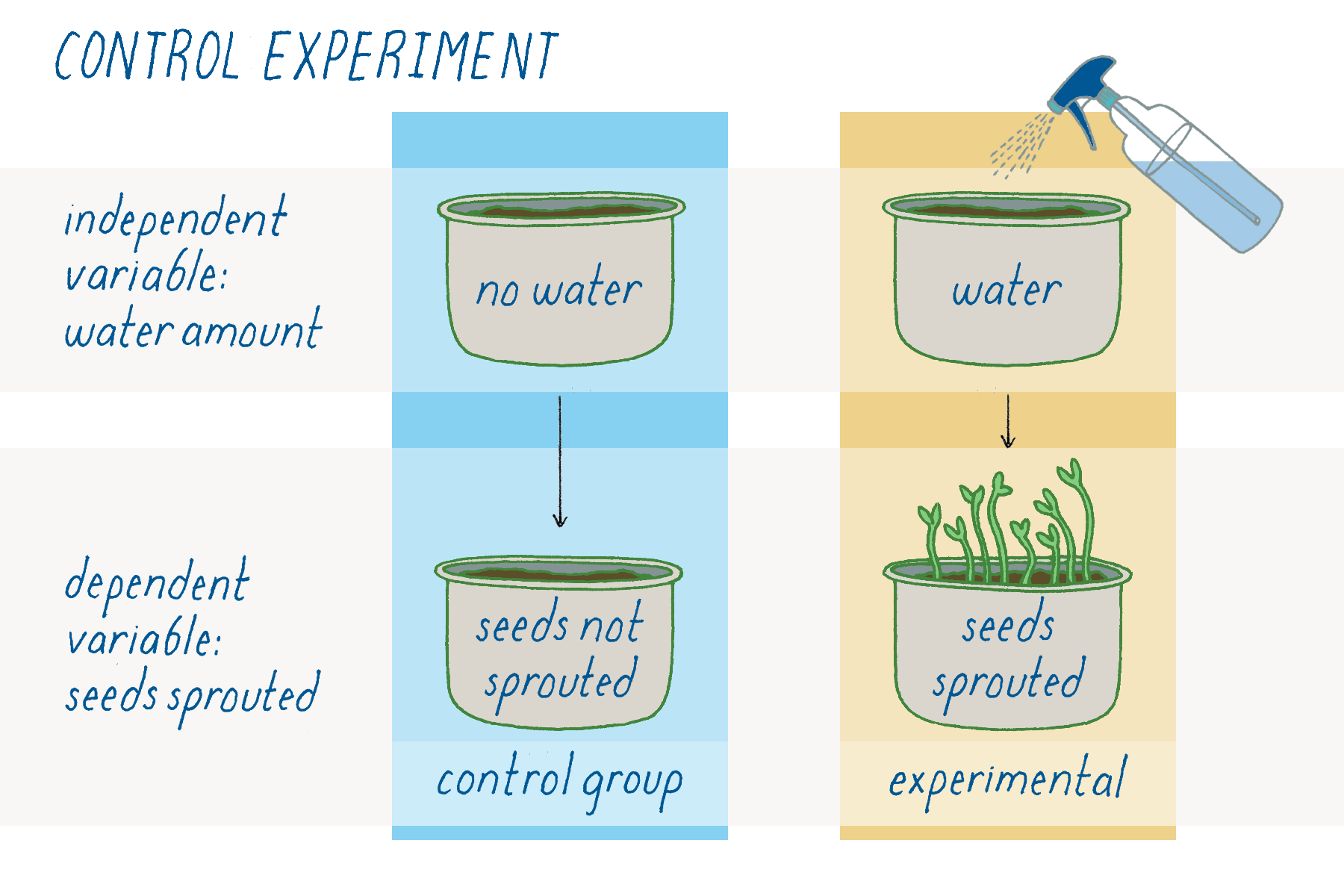 Variable and Control in Science Experiment