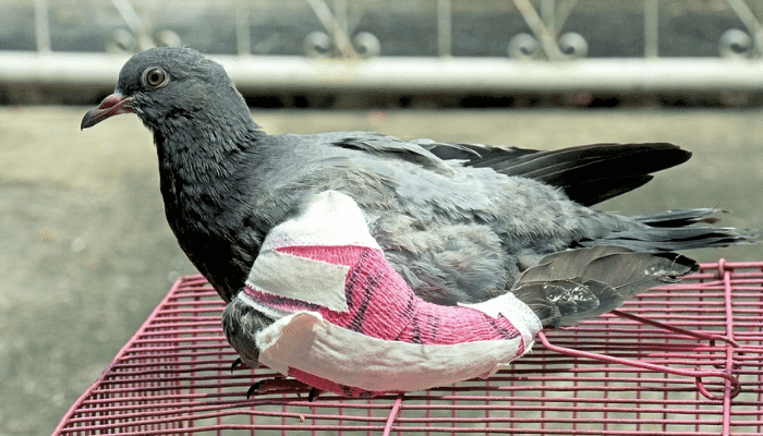 Can a Bird Survive with a Broken Wing
