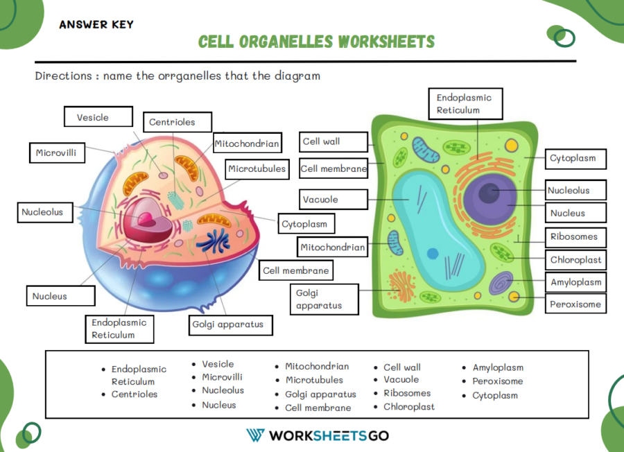 Cells and Organelles Worksheet Answer Key