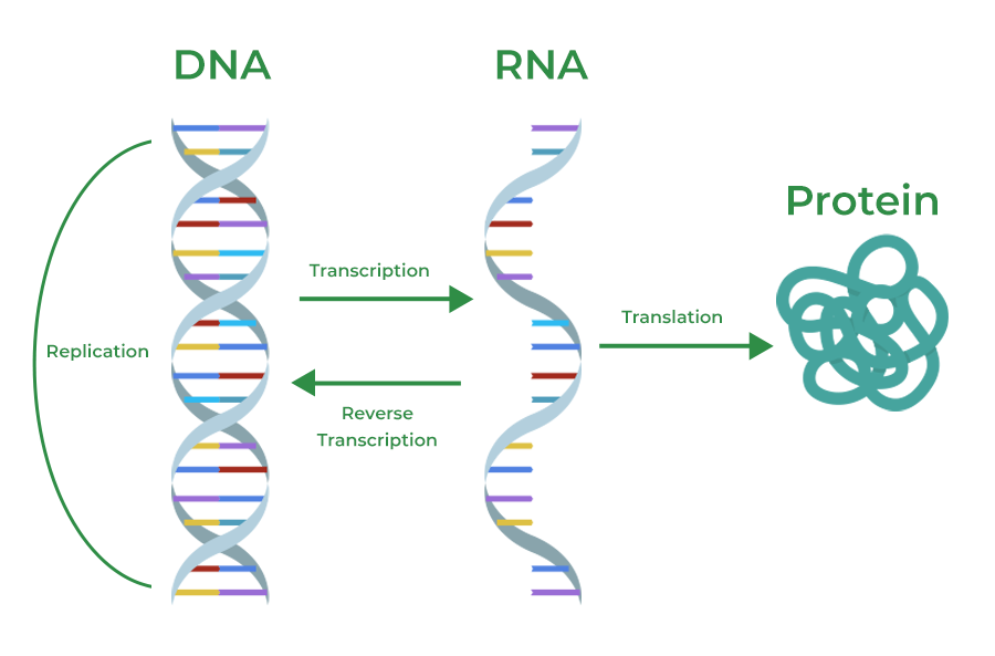 Critical in Dna Rna and Protein Synthesis