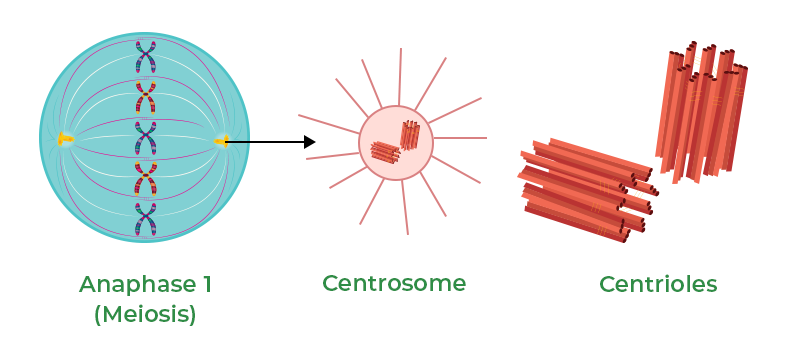 Centrosomes Are Sites Where Protein Dimers Assemble into Blank