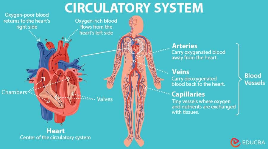 What Is the Purpose of the Cardiovascular System