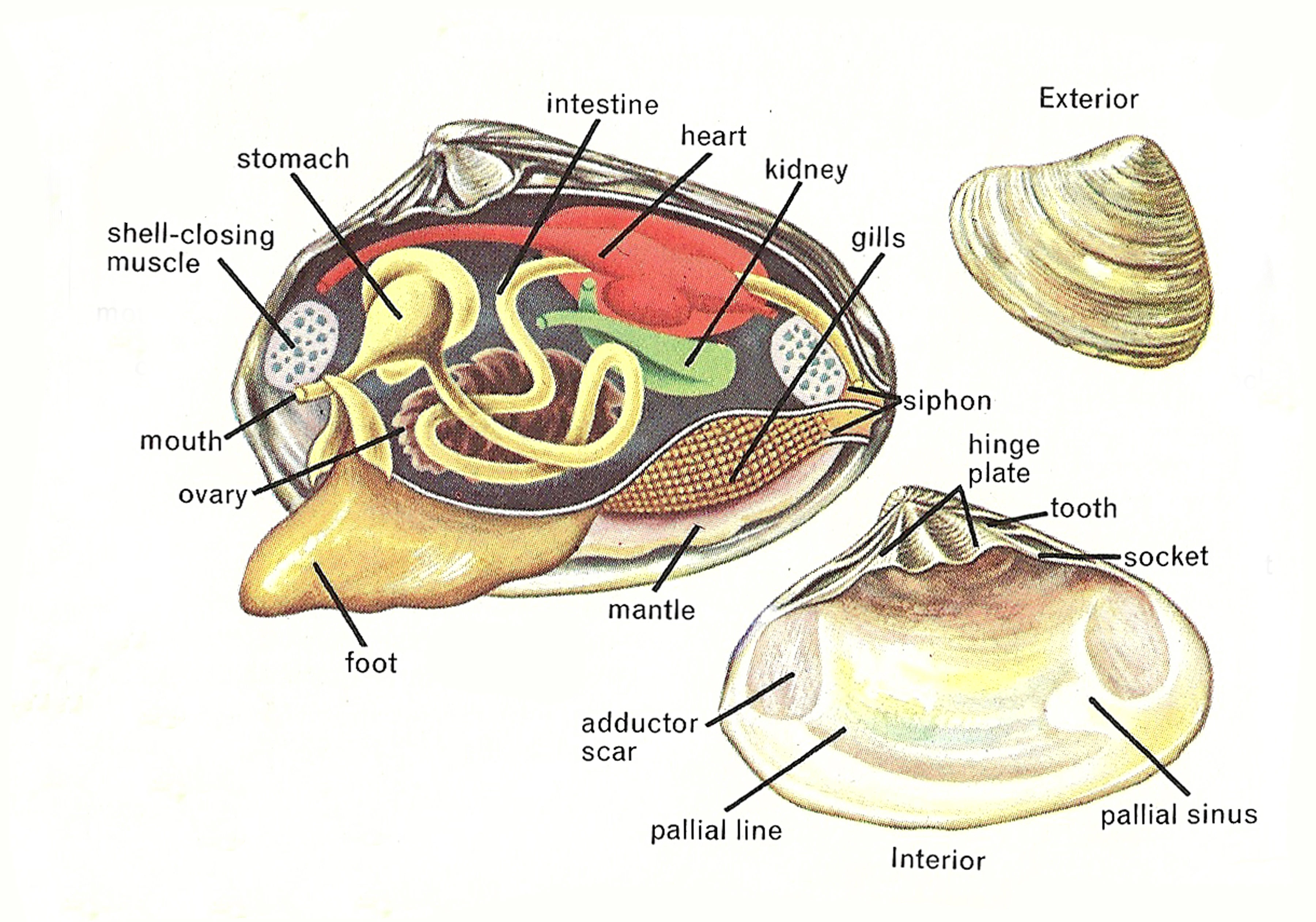 What Part of a Clam Do You Eat