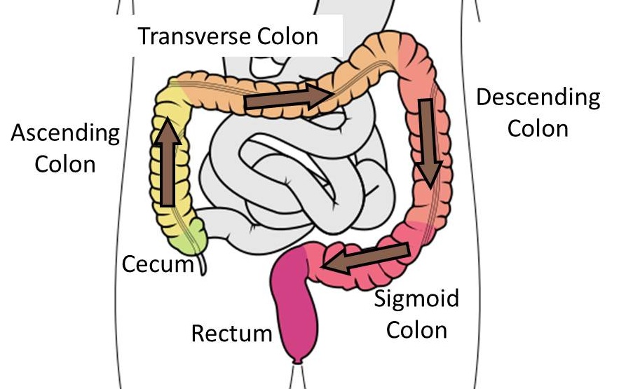 Where Does Your Poop Come From