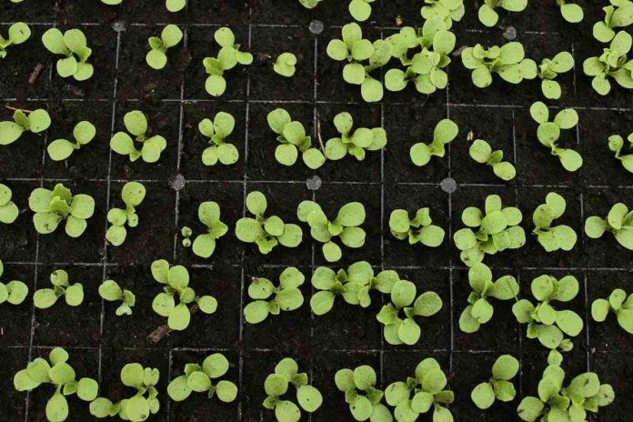 Germination of Lettuce Seeds