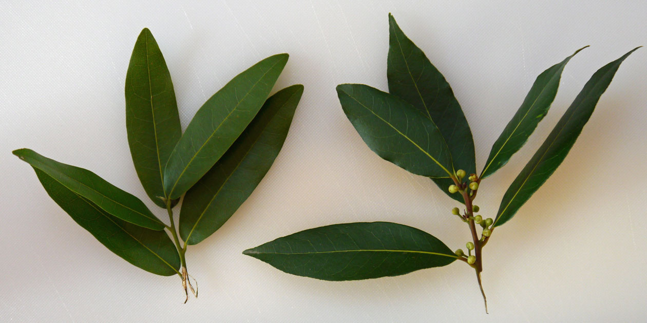 Are Laurel Leaves the Same as Bay Leaves