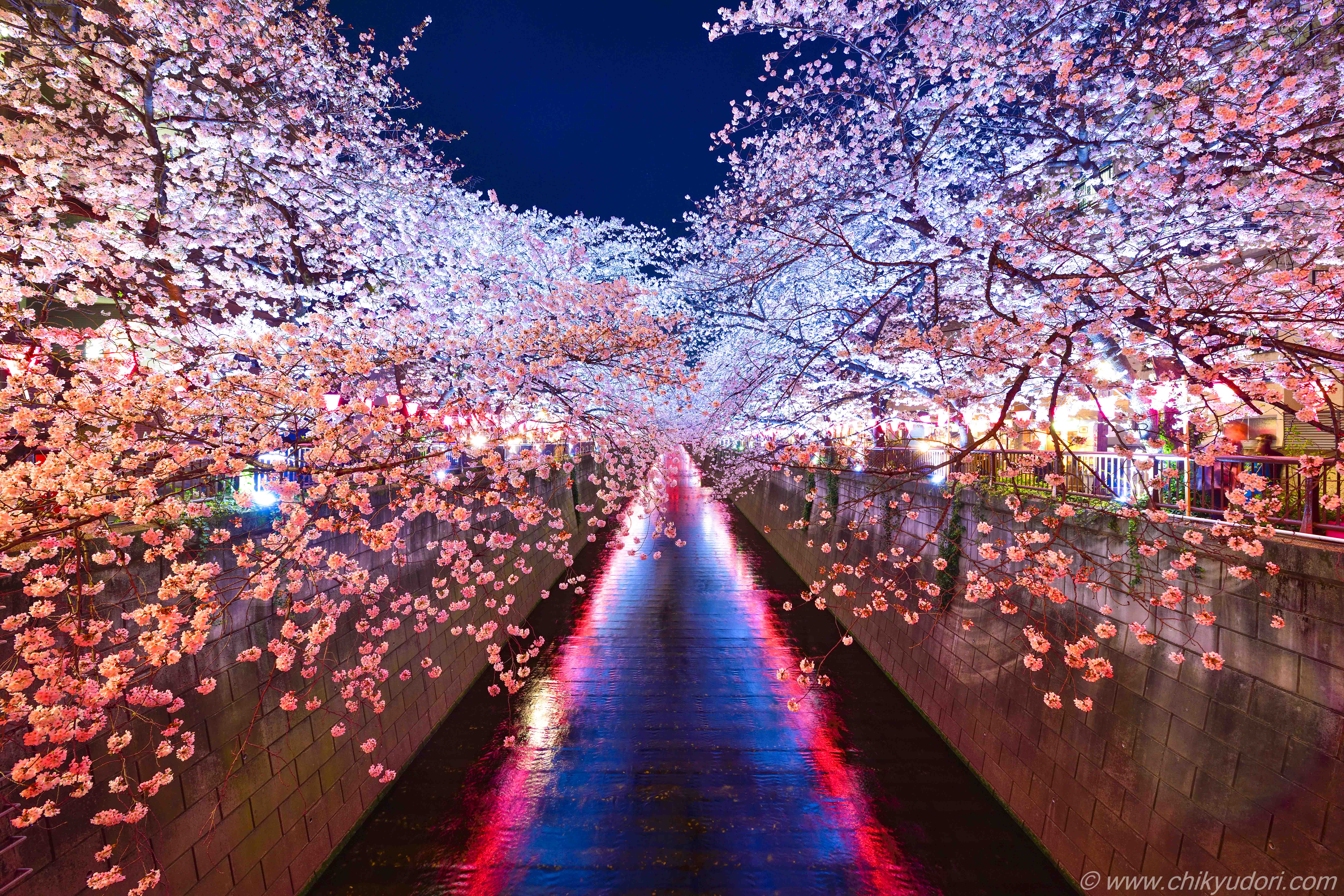 2026目黒川桜ライトアップは何時まで？中止噂の真相と混雑回避術
