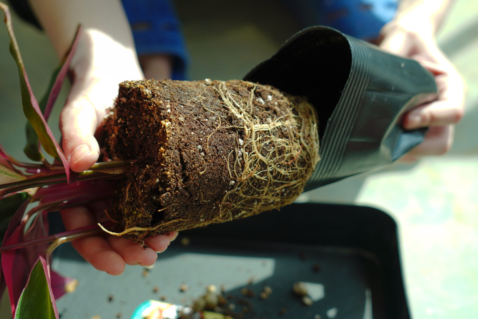 観葉植物は無機質の土で育つ？コバエ・根腐れを防ぐ配合と管理の全貌