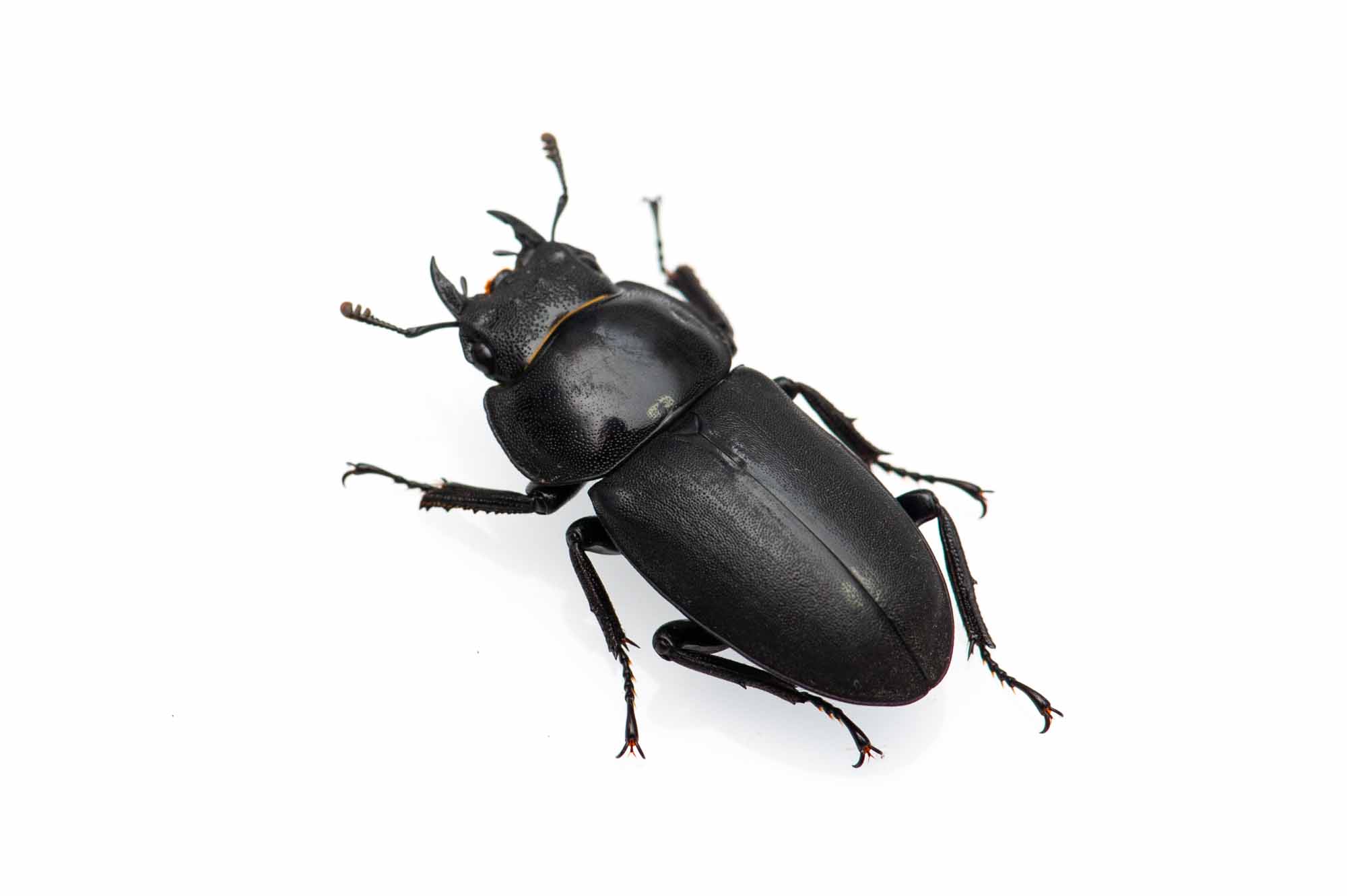 コクワガタのメス見分け方完全ガイド｜他種との違いや飼育・越冬の極意