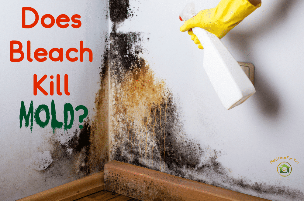 Does Bleach Get Rid of Mould