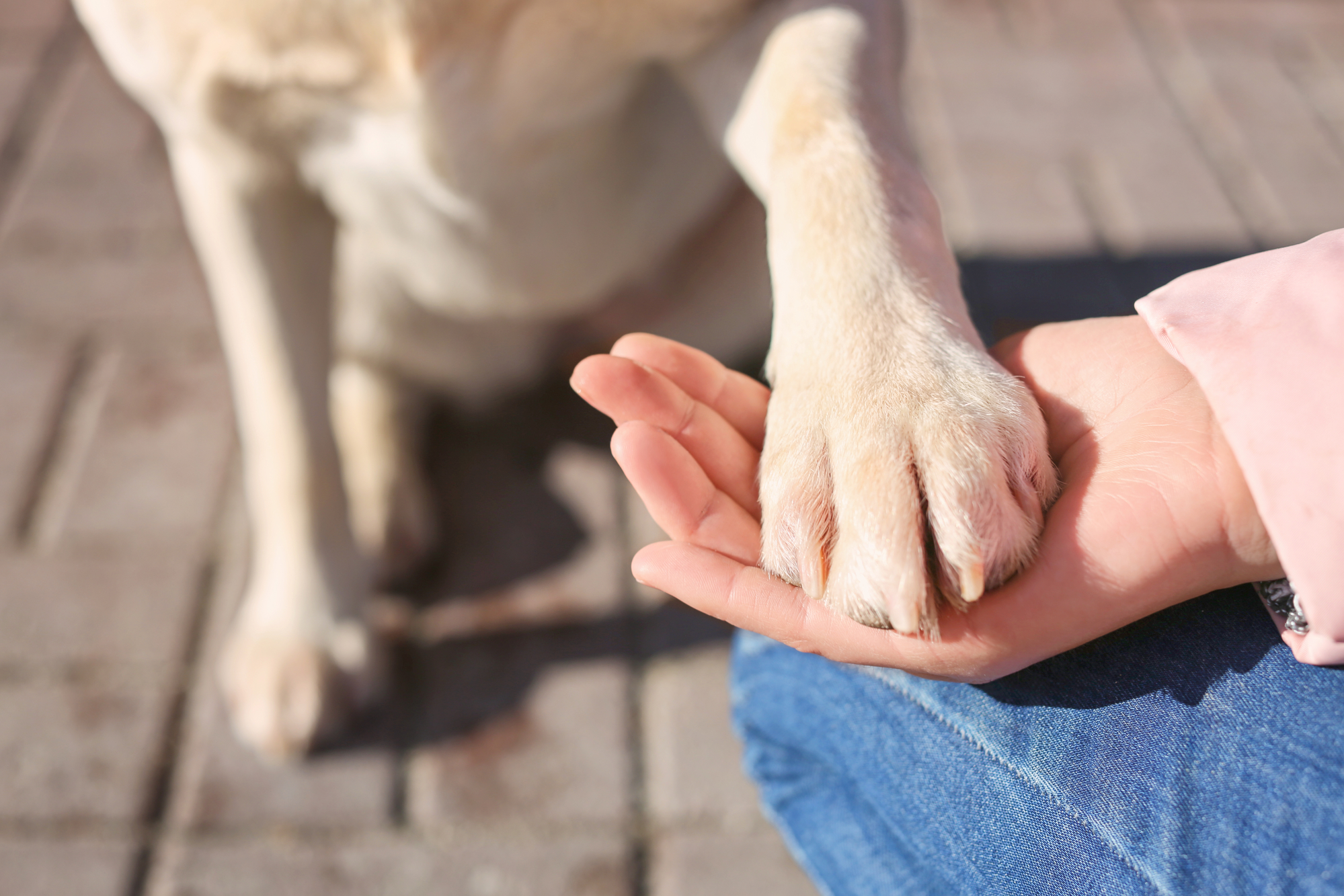 Why Do Dogs Give You Their Paw