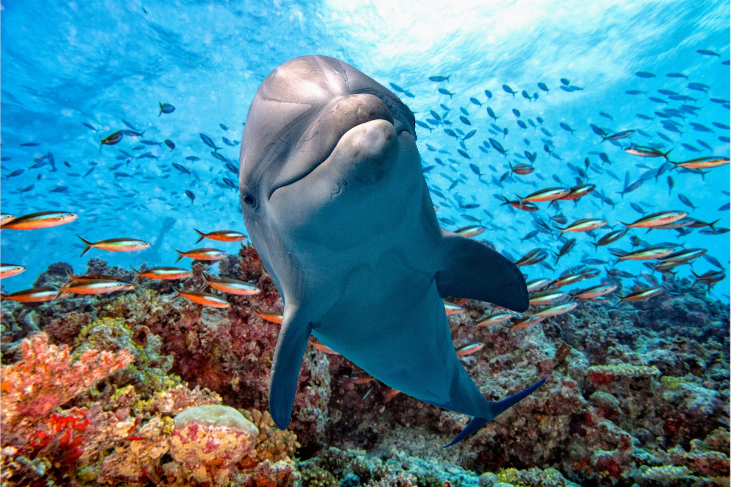 What Do Dolphins Live