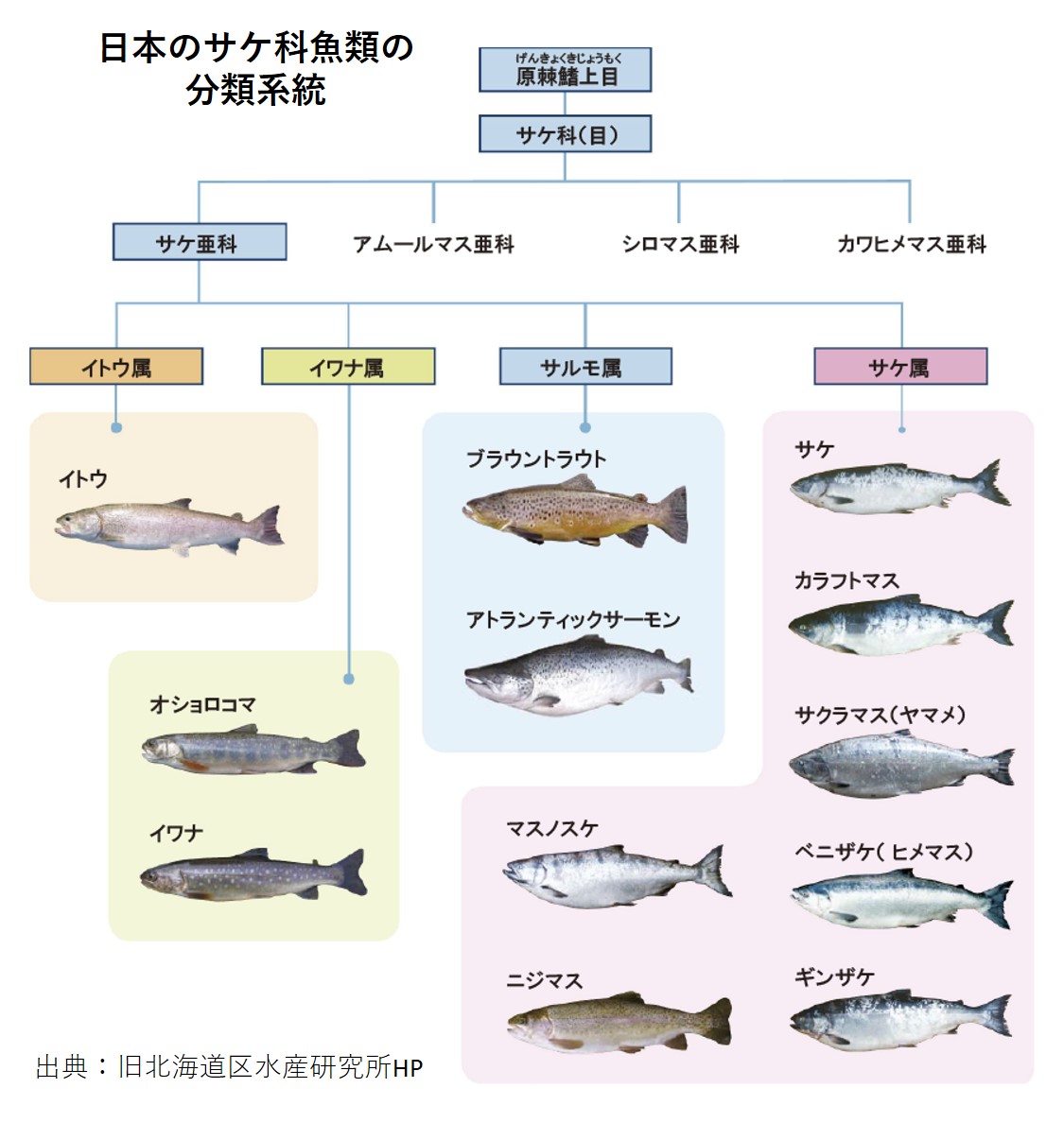 鮭とサーモンの決定的な違いとは？生食できる理由と魚種別の選び方