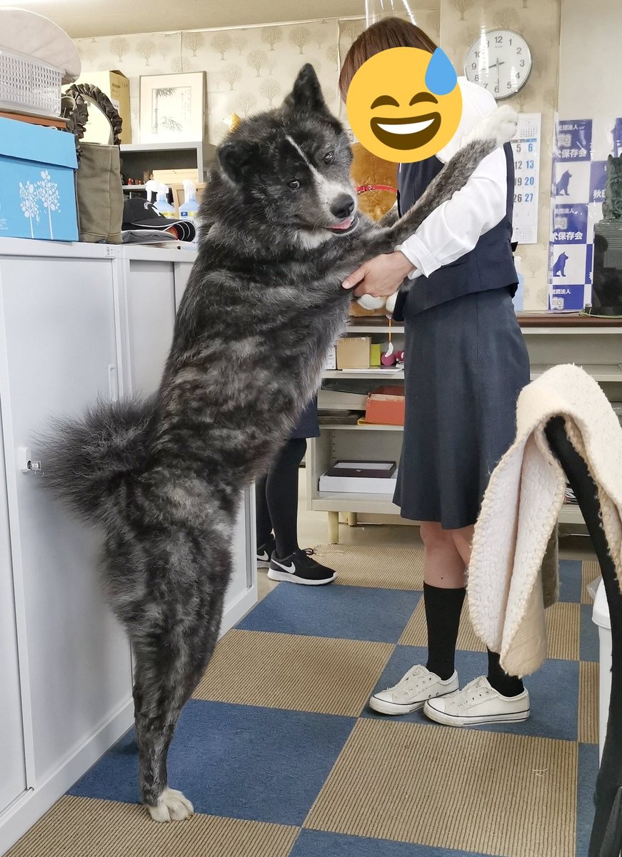 なぜ秋田犬は想像以上にでかい？成犬40Kg超の秘密と柴犬比較