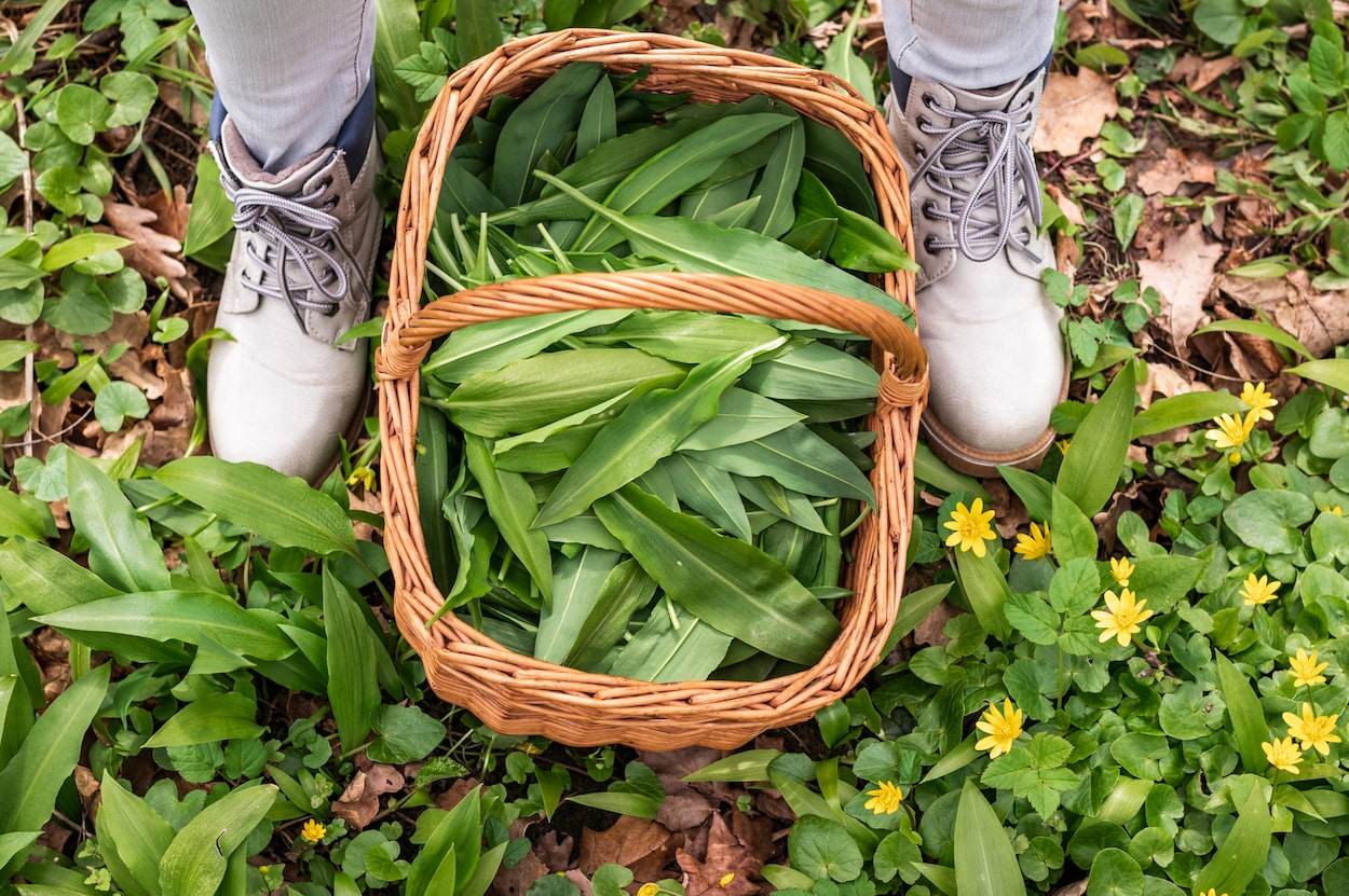 How to Store Wild Ramps