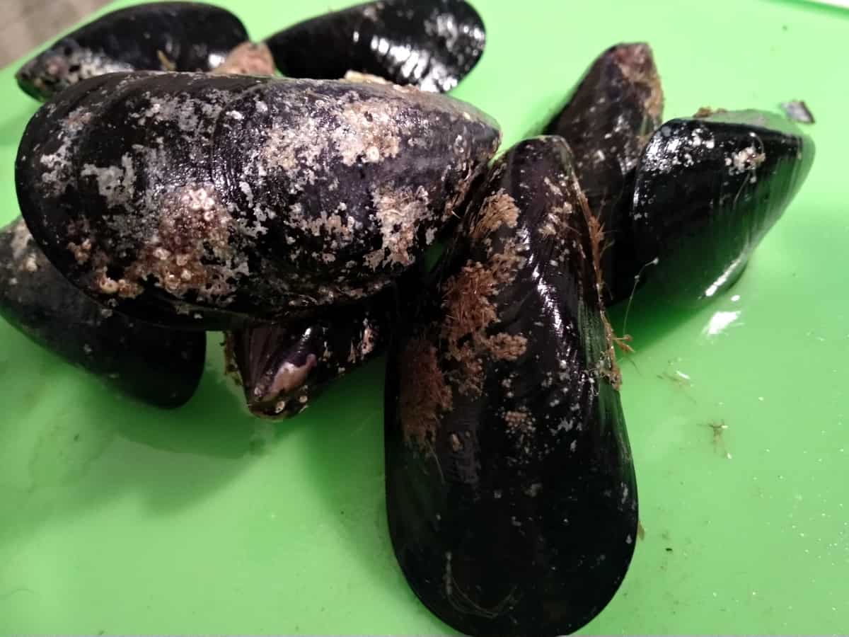 How to Tell If a Mussel Is Bad