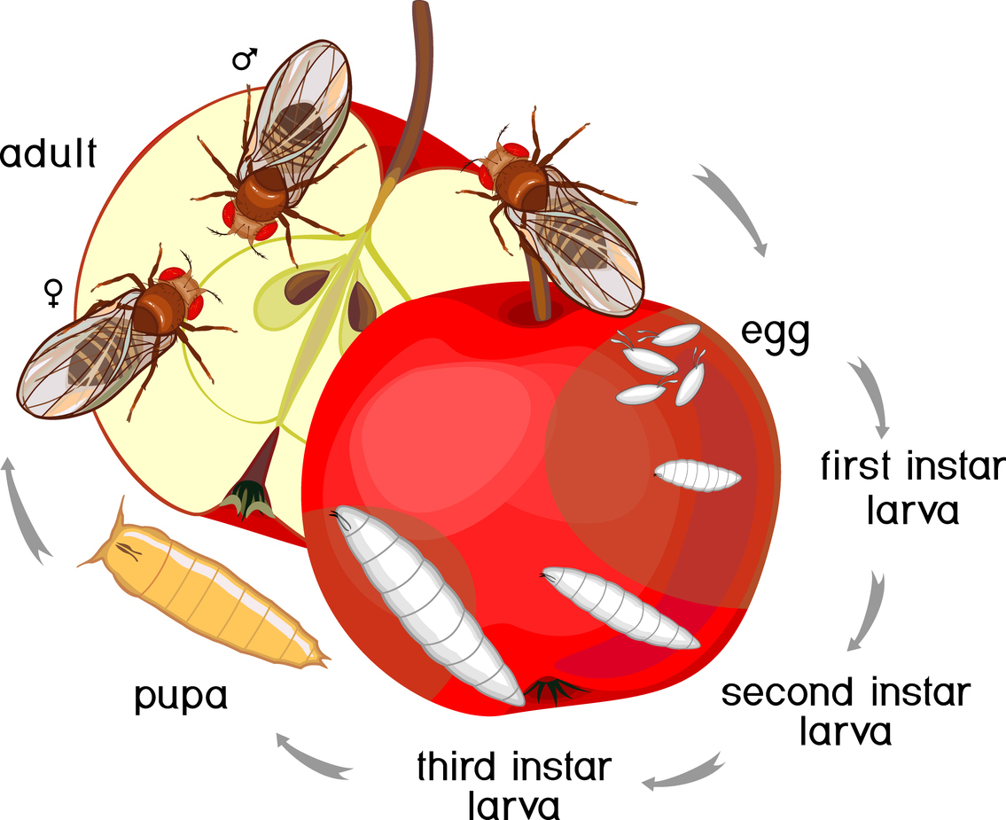How Do Fruit Flies Get In