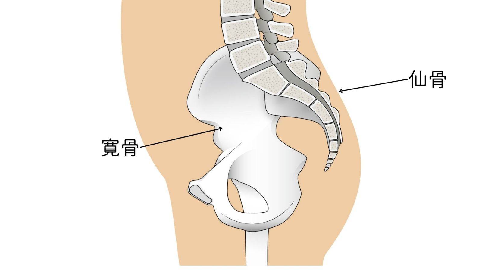 おしりの骨が出てる原因は痩せだけじゃない？痛みと改善策を徹底解説