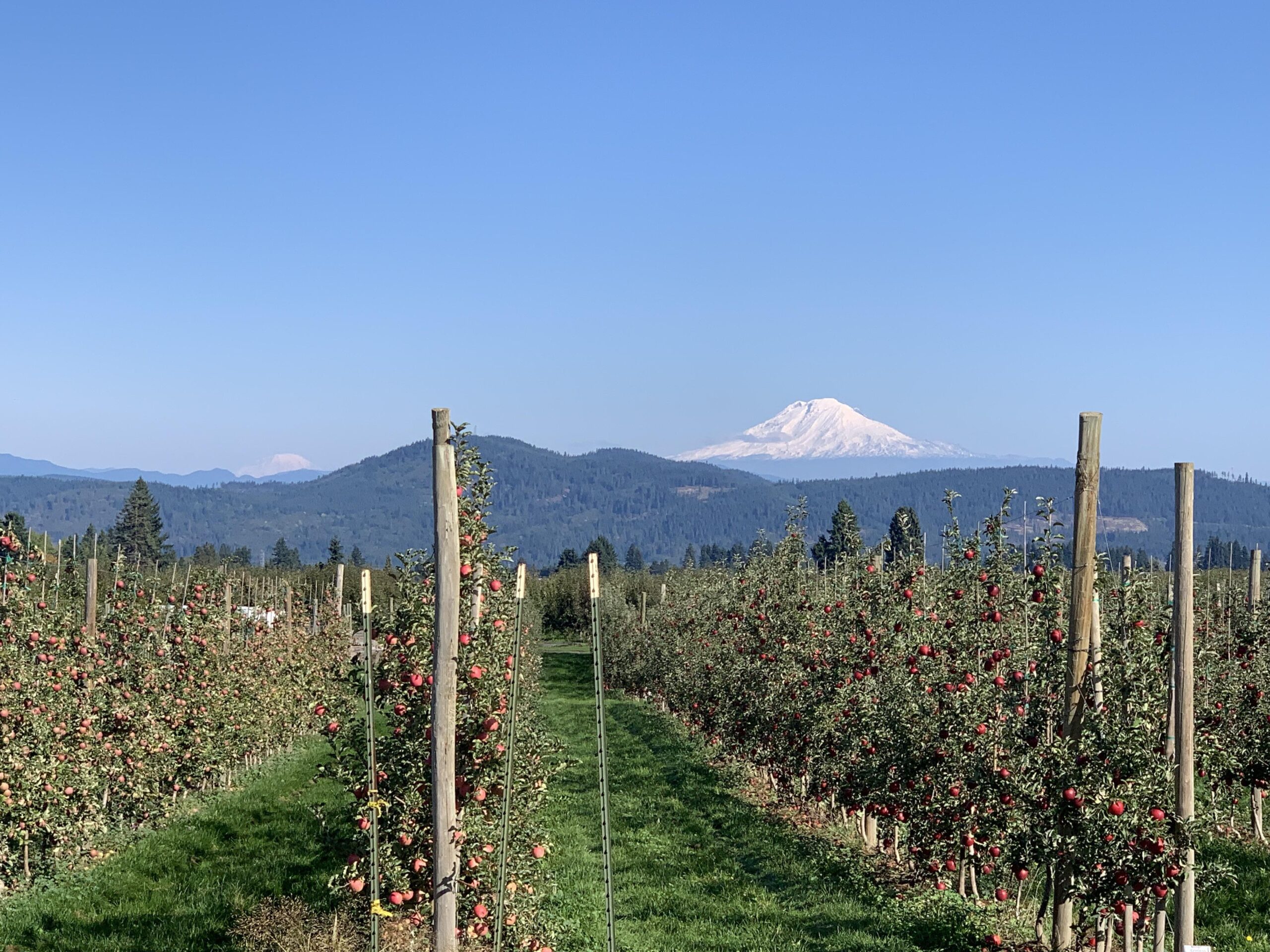 What Is Oregon Known for Producing