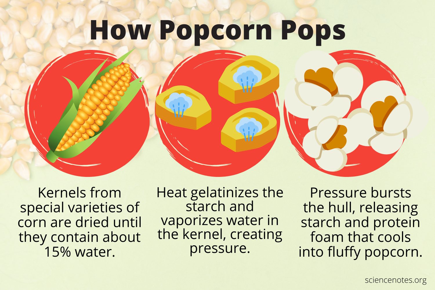 Popcorn Kernels Come From